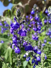 Salvia chamaedryoides