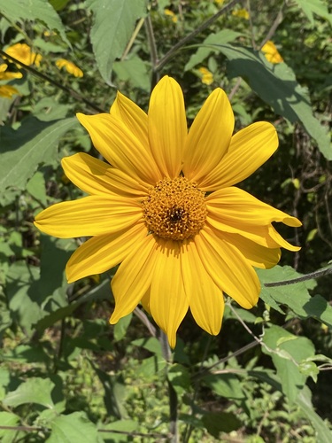 tree marigold