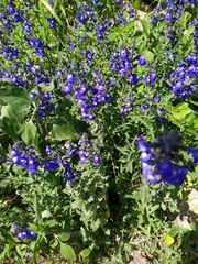 Salvia chamaedryoides