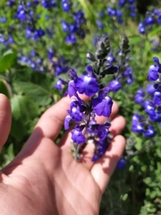 Salvia chamaedryoides