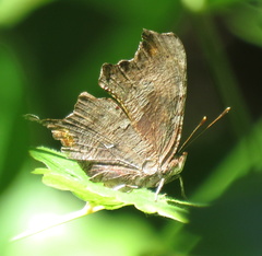 Polygonia oreas