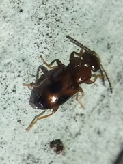 Vacusus vicinus