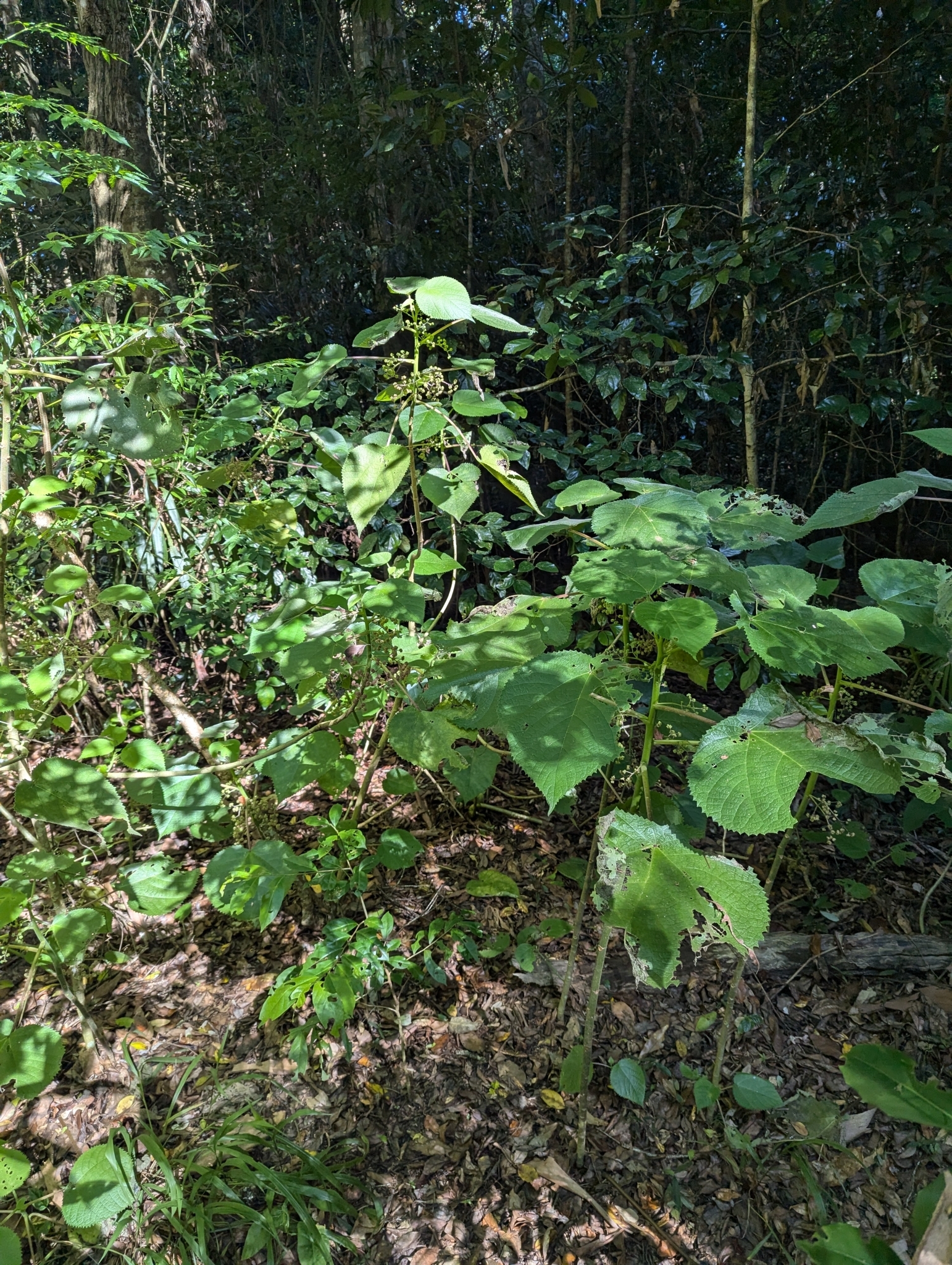 Imagem de Gympie-gympie