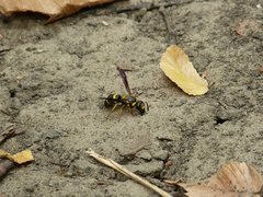 Euodynerus foraminatus