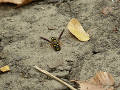 Euodynerus foraminatus