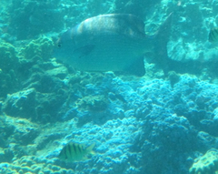 Kyphosus cinerascens