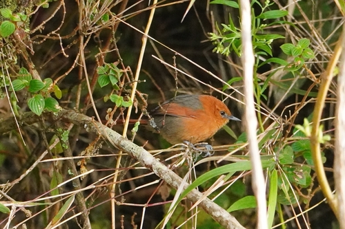 Rusty-headed Spinetail (Synallaxis fuscorufa), photo 2