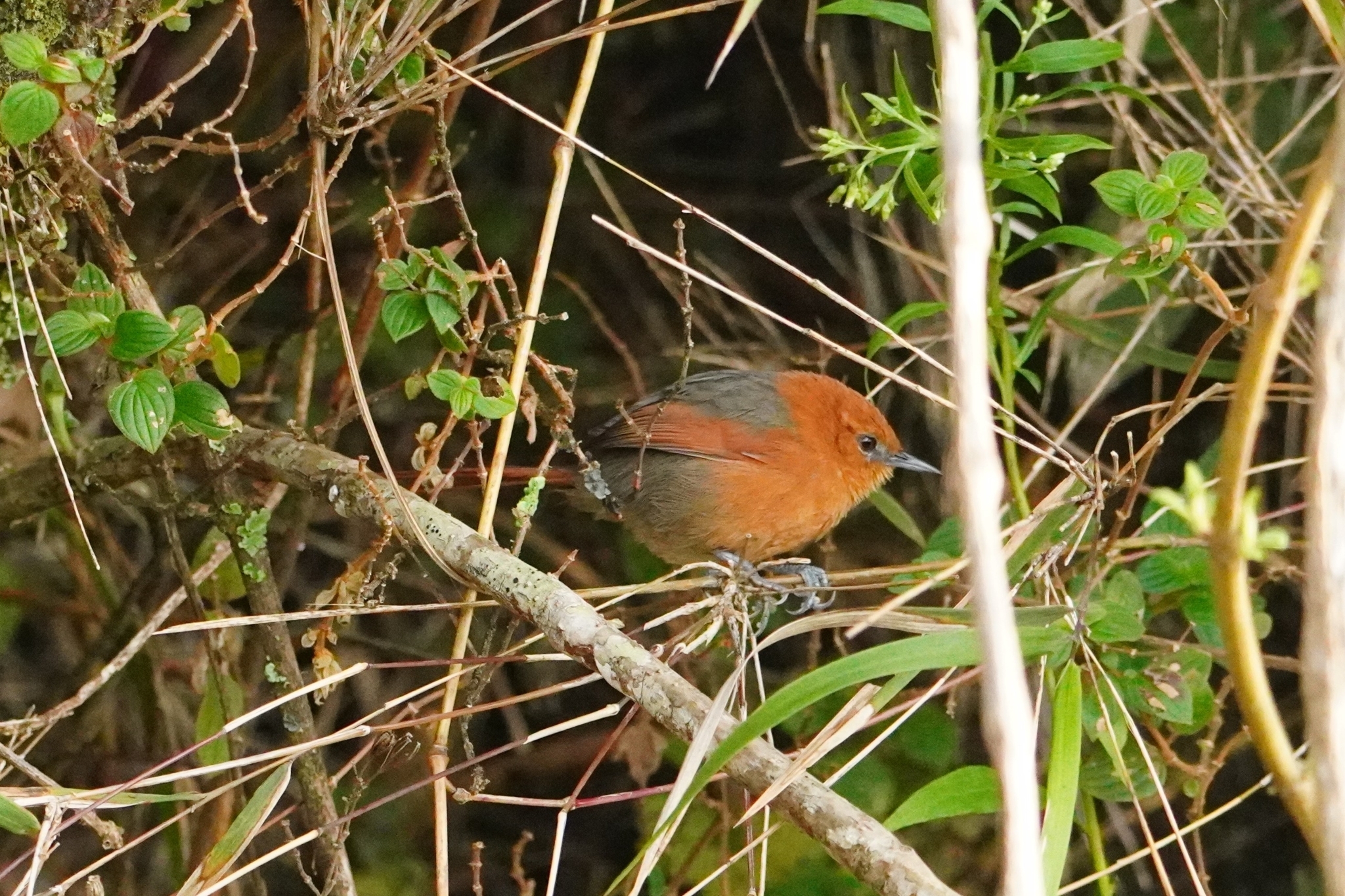 Rusty-headed Spinetail (Synallaxis fuscorufa), photo 2
