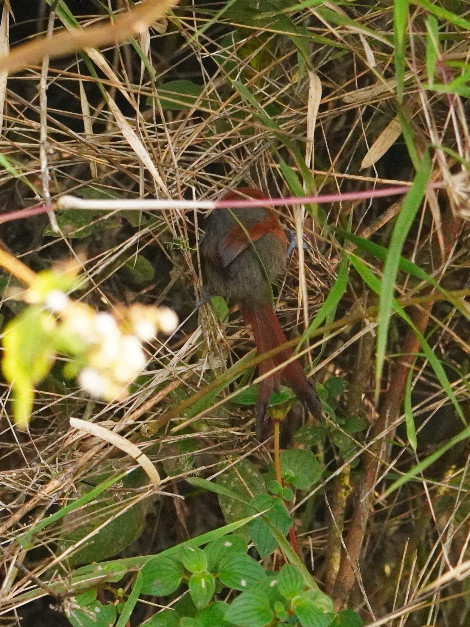 Rusty-headed Spinetail (Synallaxis fuscorufa), photo 3