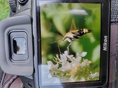 Hemaris diffinis
