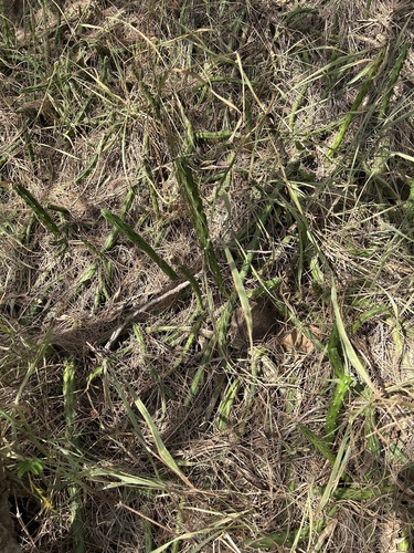 Harrisia martinii observed 2025-02-12