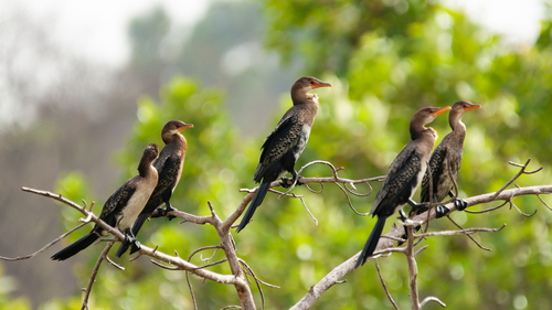Reed Cormorant