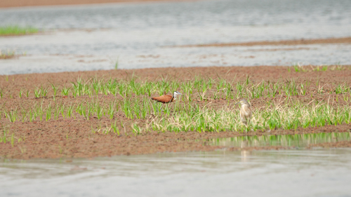 African Jacana