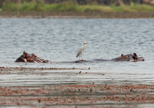 Western Cattle-Egret