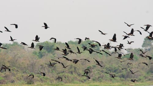 White-faced Whistling-Duck