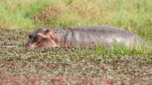 Common Hippopotamus