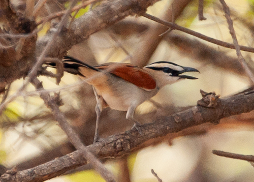Black-crowned Tchagra