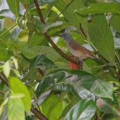 Euneornis campestris
