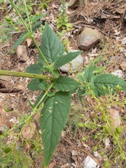 Scrophularia parviflora
