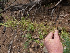 Scrophularia parviflora