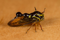 Heteronotus