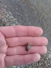 Ladislavella catascopium