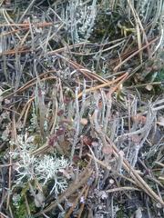 Cladonia cariosa