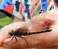 Leucorrhinia borealis