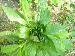 Phytomyza albiceps group