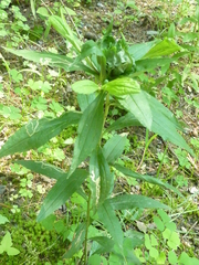 Phytomyza albiceps group