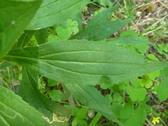 Phytomyza albiceps group