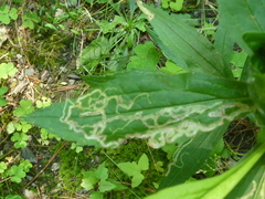 Phytomyza albiceps group