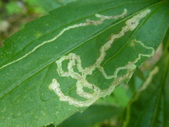 Phytomyza albiceps group