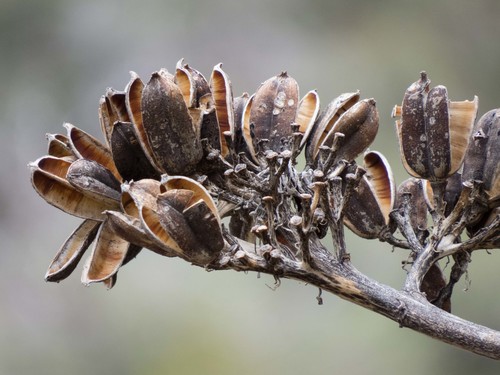 Parry's agave