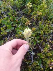 Castilleja occidentalis