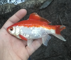 Goldfish photo 5