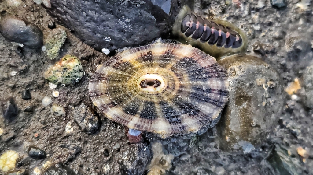 Fissurella radiosa