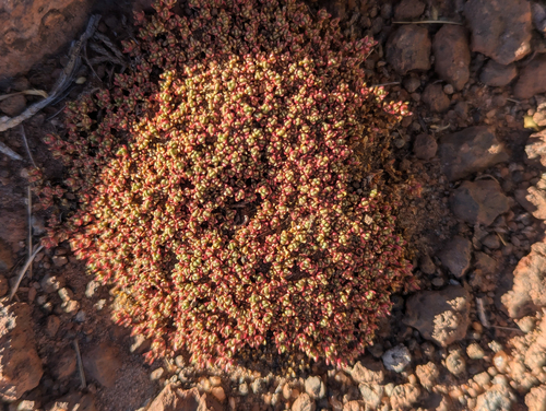 Frankenia triandra (Frankenia triandra)