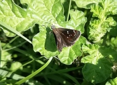 Pholisora