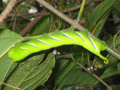 Acherontia