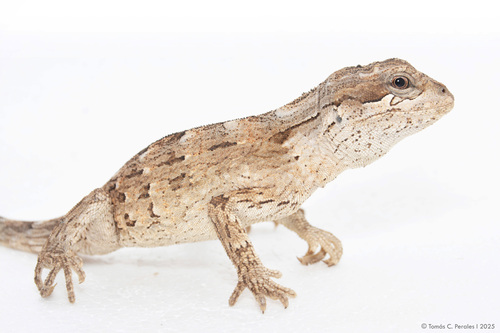 Mendoza Smooth Iguana, Leiosaurus paronae