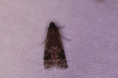 Moodna ostrinella
