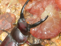 Prosopocoilus