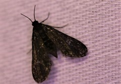 Elophila tinealis