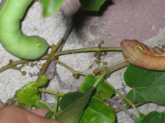 Theretra boisduvalii