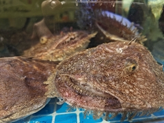 Yellow Goosefish photo 2