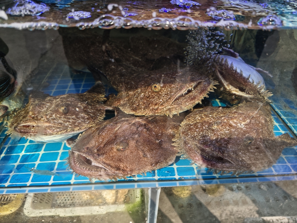 Yellow Goosefish