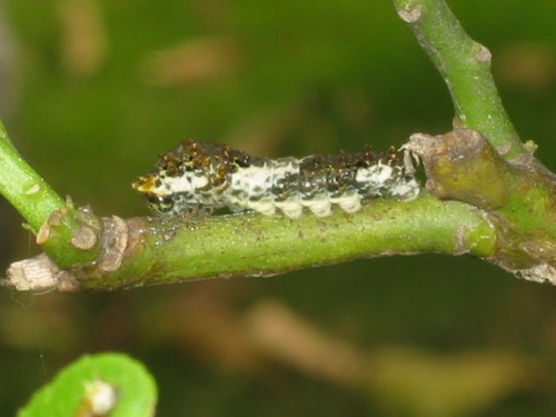 Chinese Yellow Swallowtail