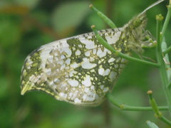 Anthocharis scolymus