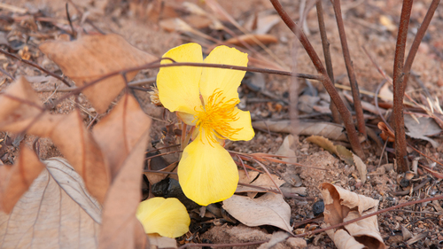 Cochlospermum tinctorium